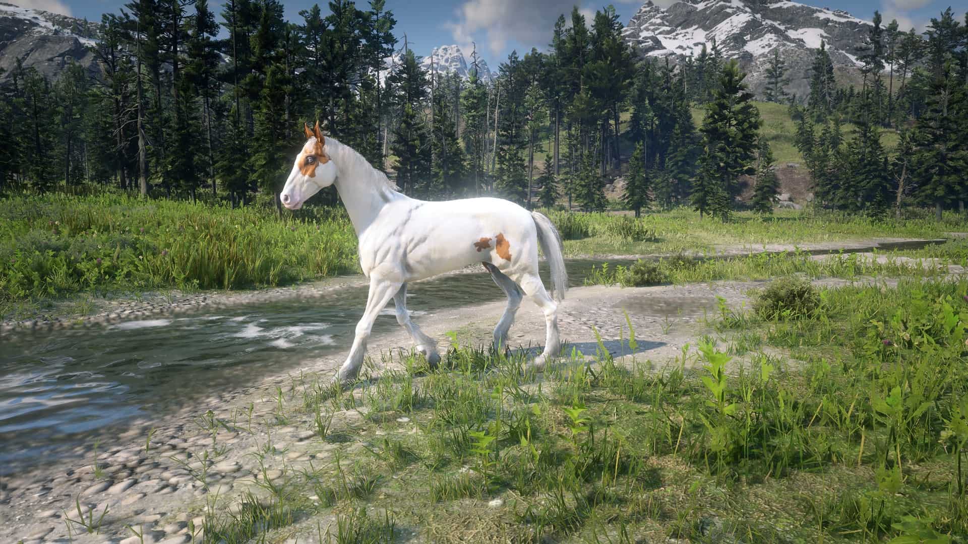 Turkoman Horse